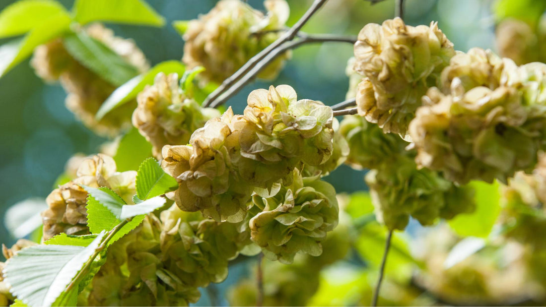 What is Slippery Elm and How Does it Benefit Dogs?