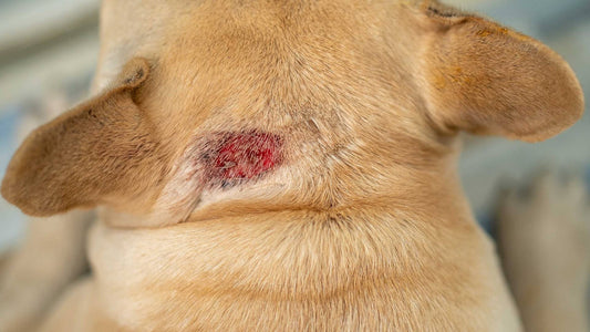 What is a Hot Spot on dogs?