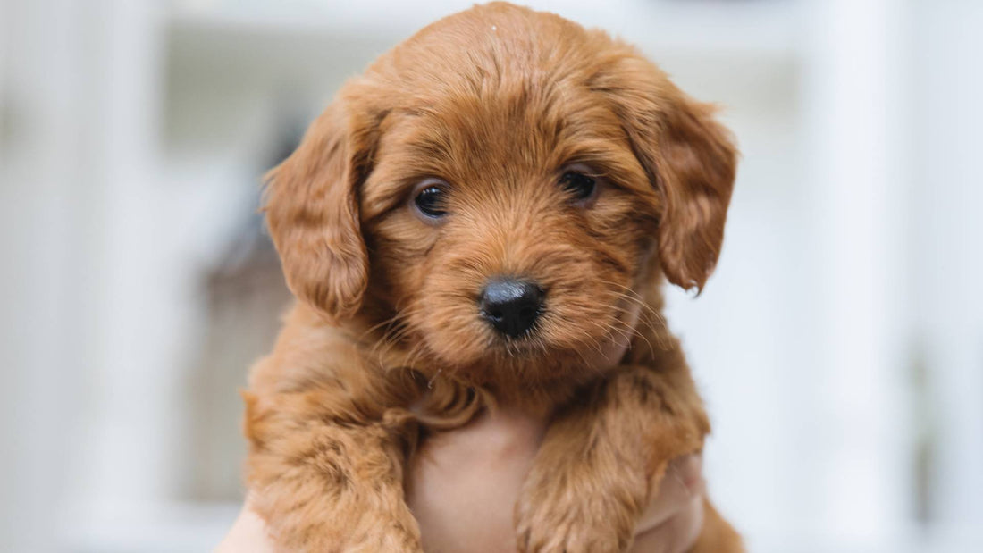 What to Do the Day You Bring Your Puppy Home