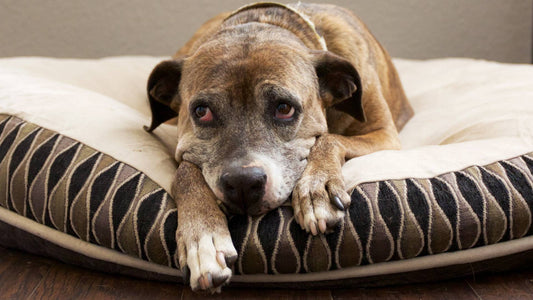 What to give a dog with diarrhoea