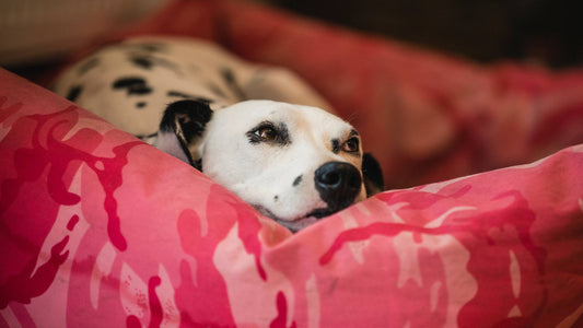 When do female dogs have a heat?