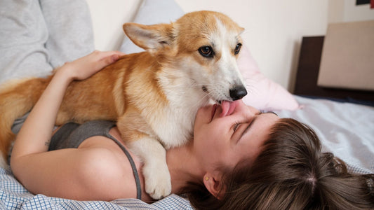 Why Do Dogs Lick You?