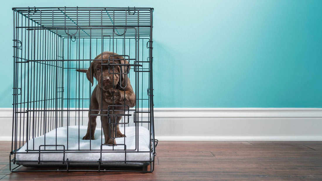 Why Puppies Cry in Crates