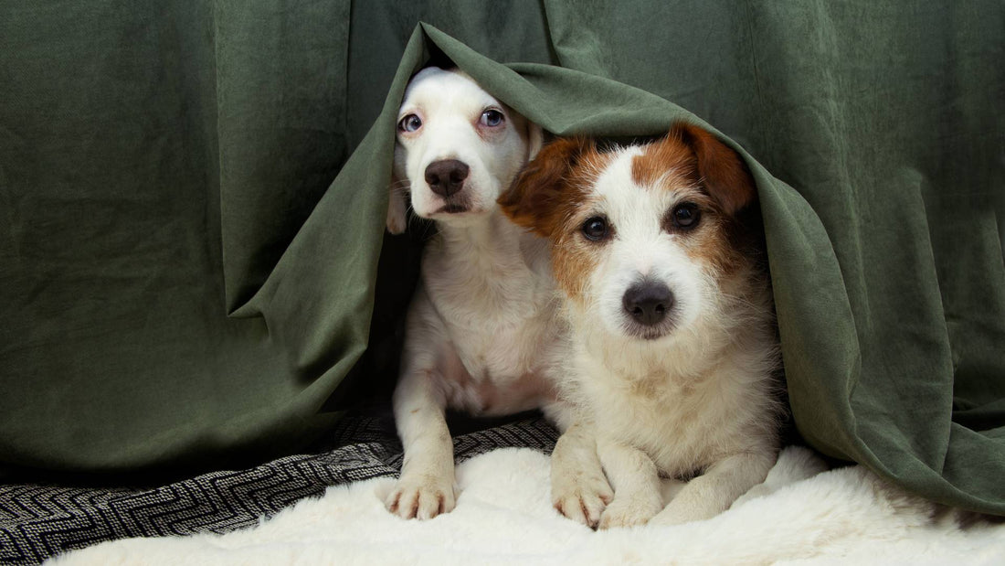 Why are dogs scared of fireworks?