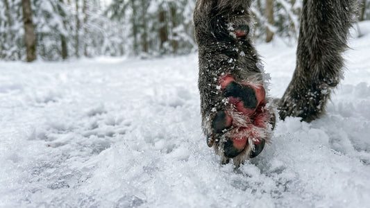 Winter Dog Paw Problems