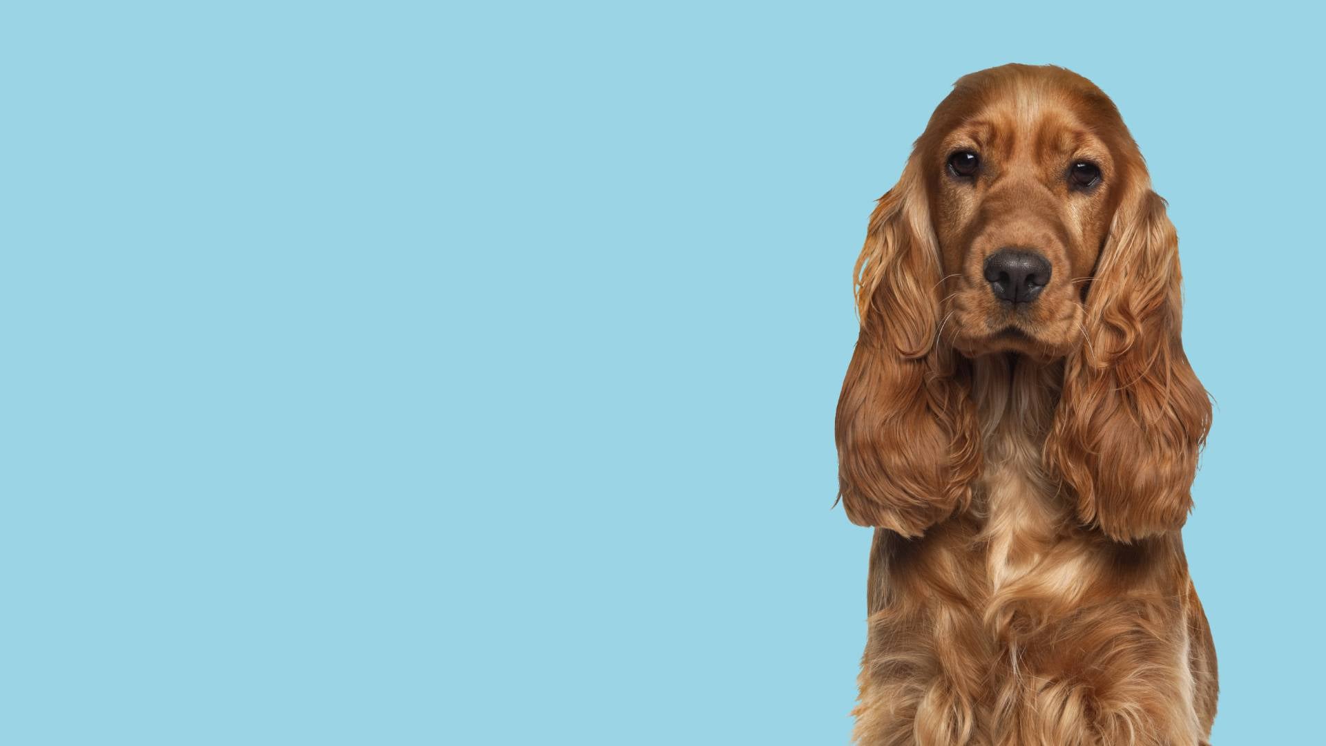 Working Cocker Tan Cocker Spaniel Tan With White Patches