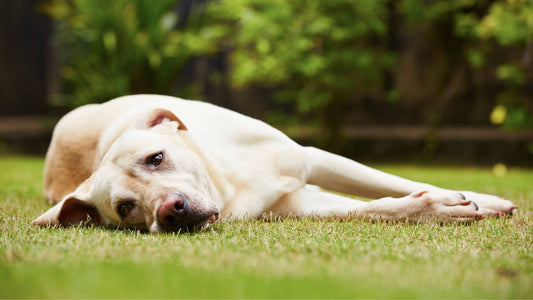 How Do You Know If Your Dog Has Worms?