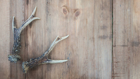Are Deer Antlers Safe For Dogs