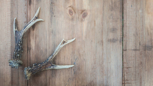 Are Deer Antlers Safe For Dogs