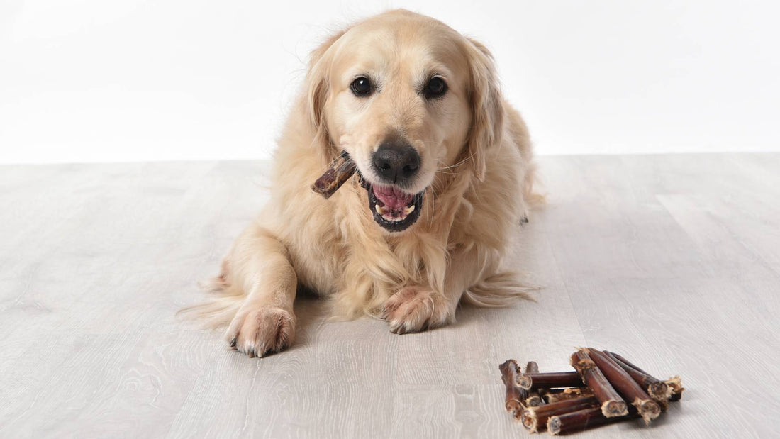 Are Dental Chews Bad for Dogs? Choose Healthy Alternatives