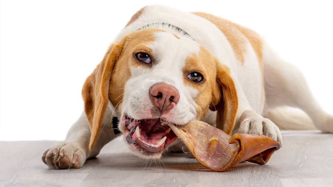 Are Pigs Ears Safe For Dogs? A Healthy Alternative To Rawhide