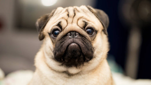 Brachycephalic dog breeds