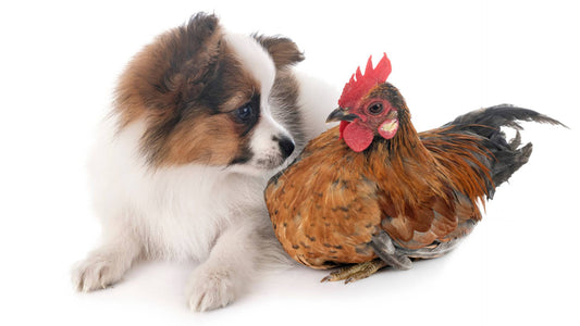 chicken allergy in dogs