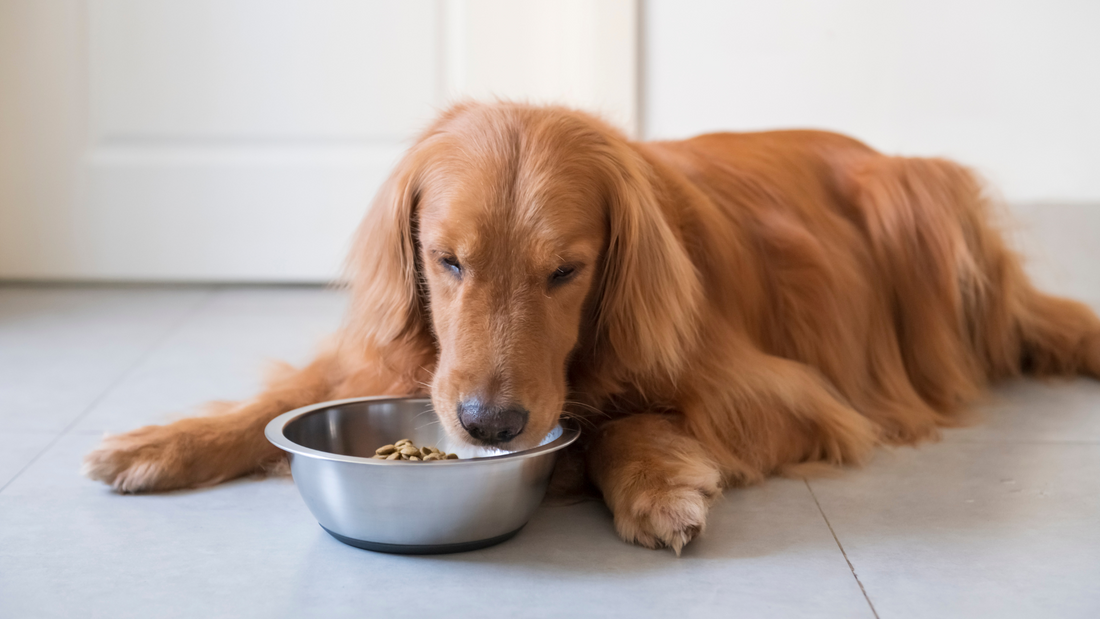 Choosing a healthy dry dog food for your dog