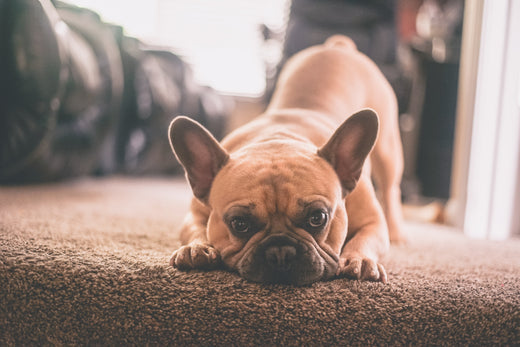 Bull Breed Wrinkle Cleaning