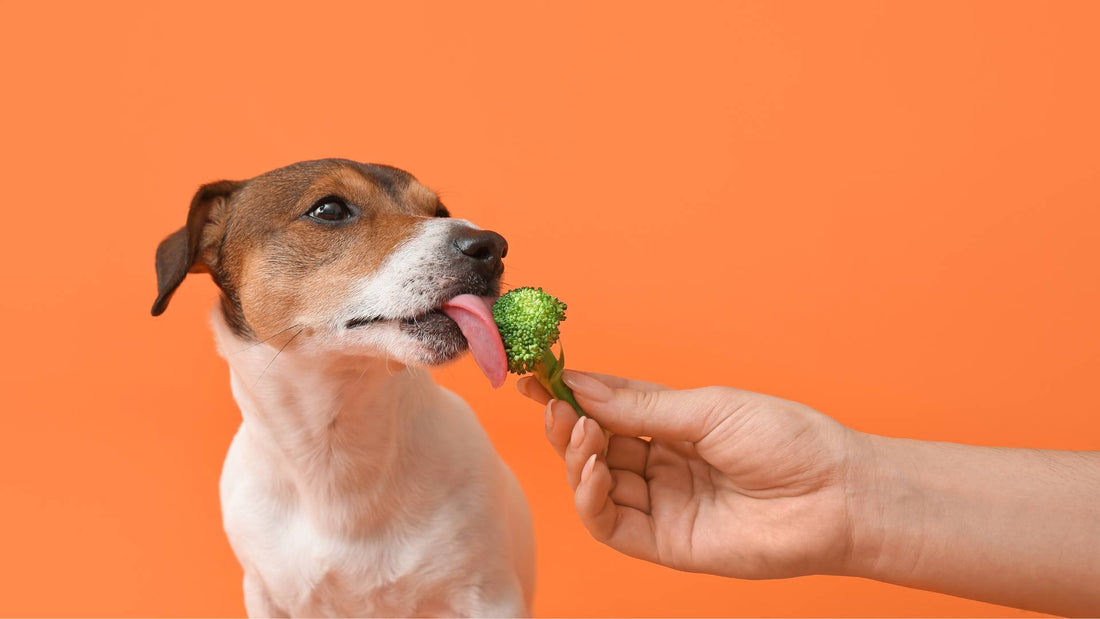 can dog eat broccoli?