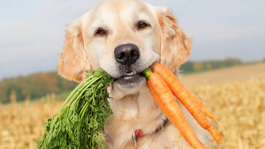 are carrots safe for dogs