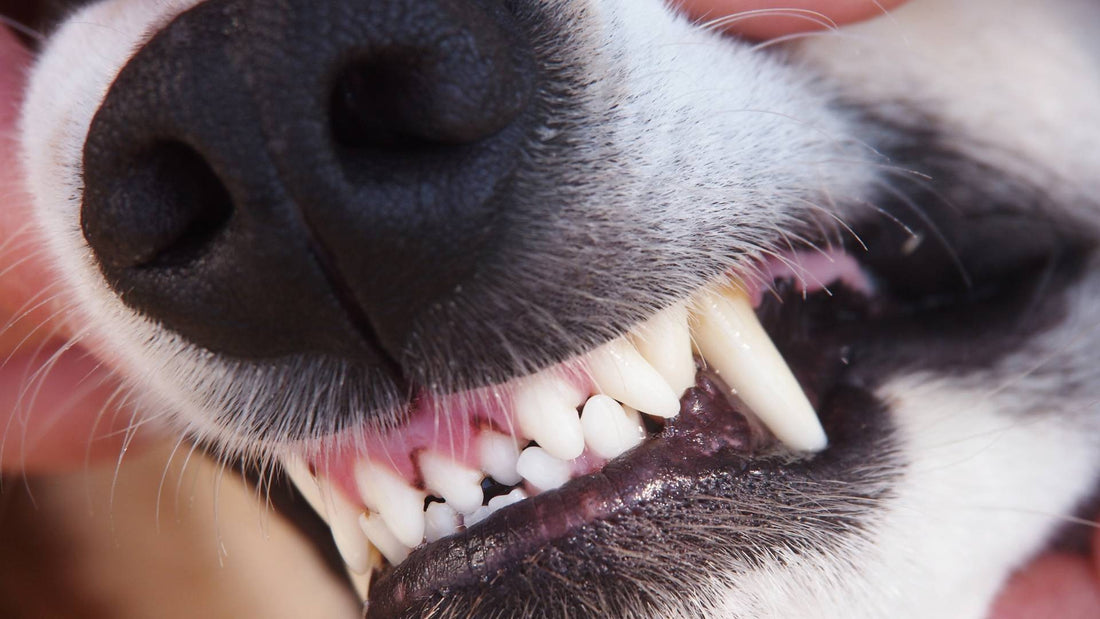 Dog's Dental Health