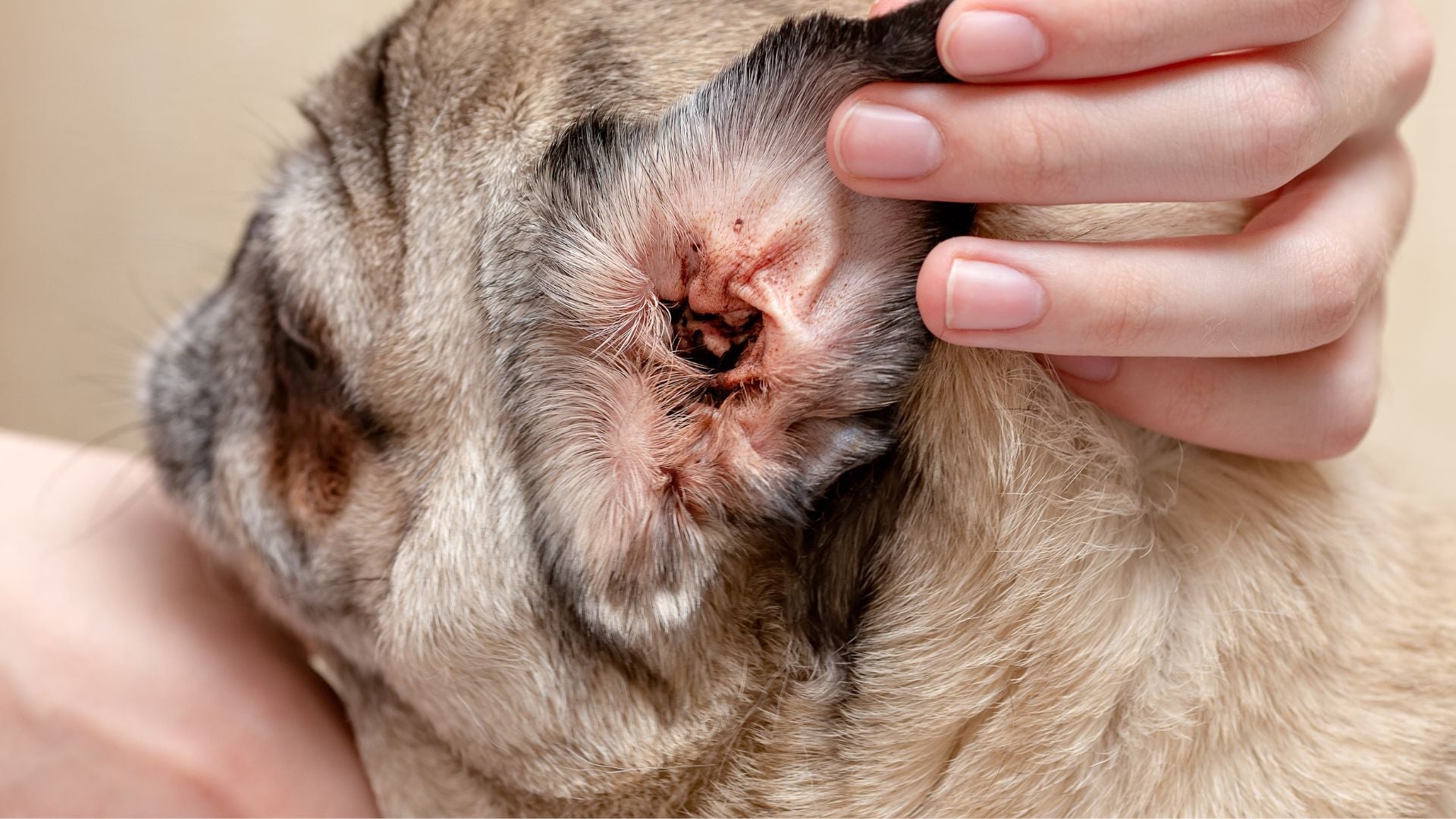 Mites on fashion dogs skin treatment