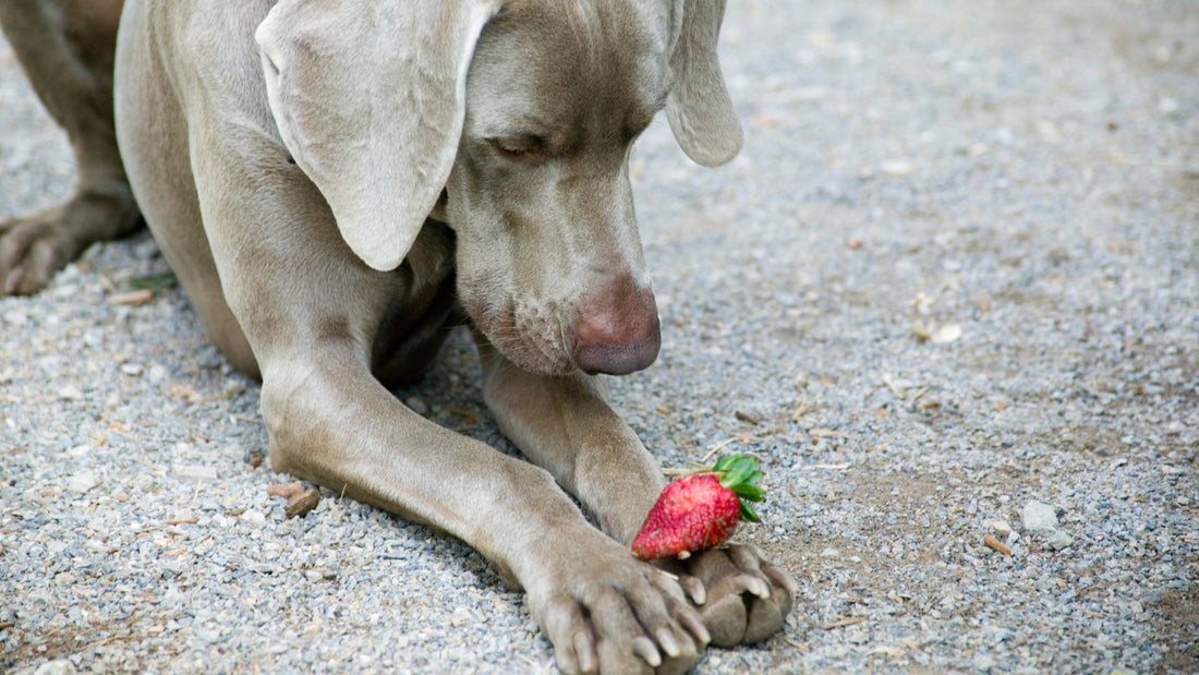 is it OK for dogs to eat strawberry?