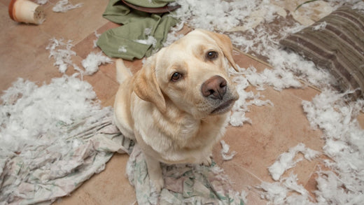 10 signs your dog feels neglected