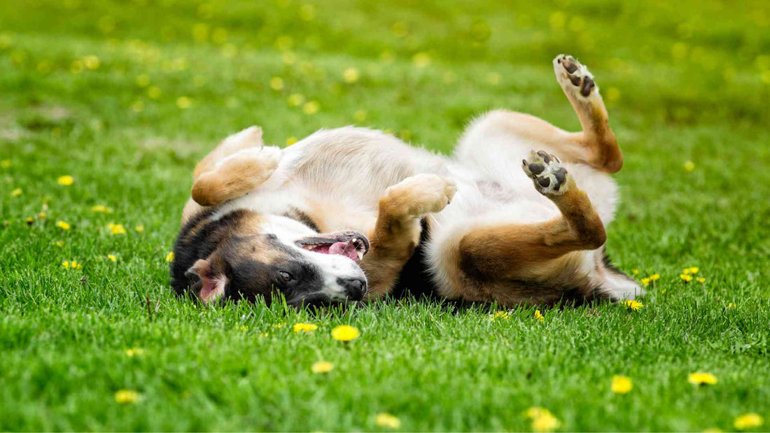 dog rolling in fox poo