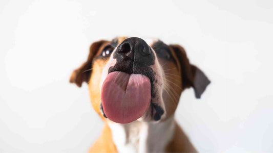 why do dogs lick