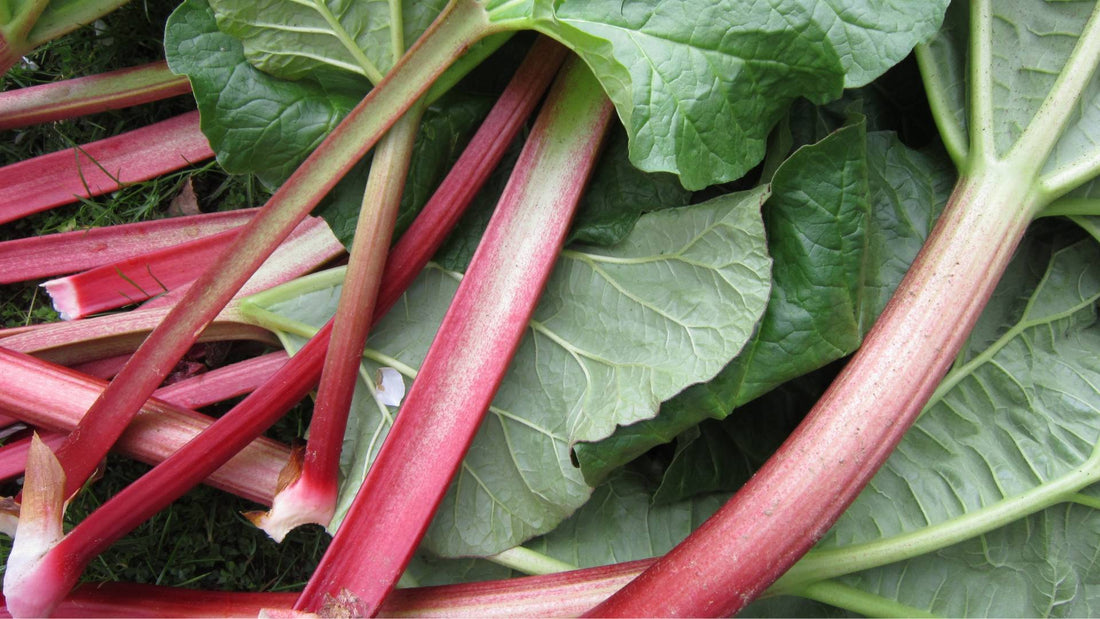 is rhubarb poisonous for dogs?