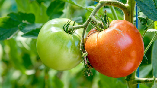 Can Dogs Eat Tomatoes?