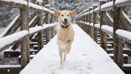 winter dangers for dogs