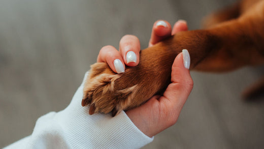 10 Signs Your Dog Has Imprinted on You