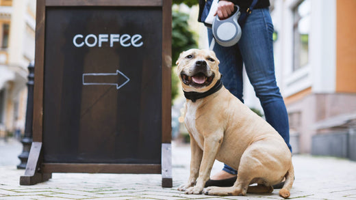 Is caffeine safe or poisonous for dogs?