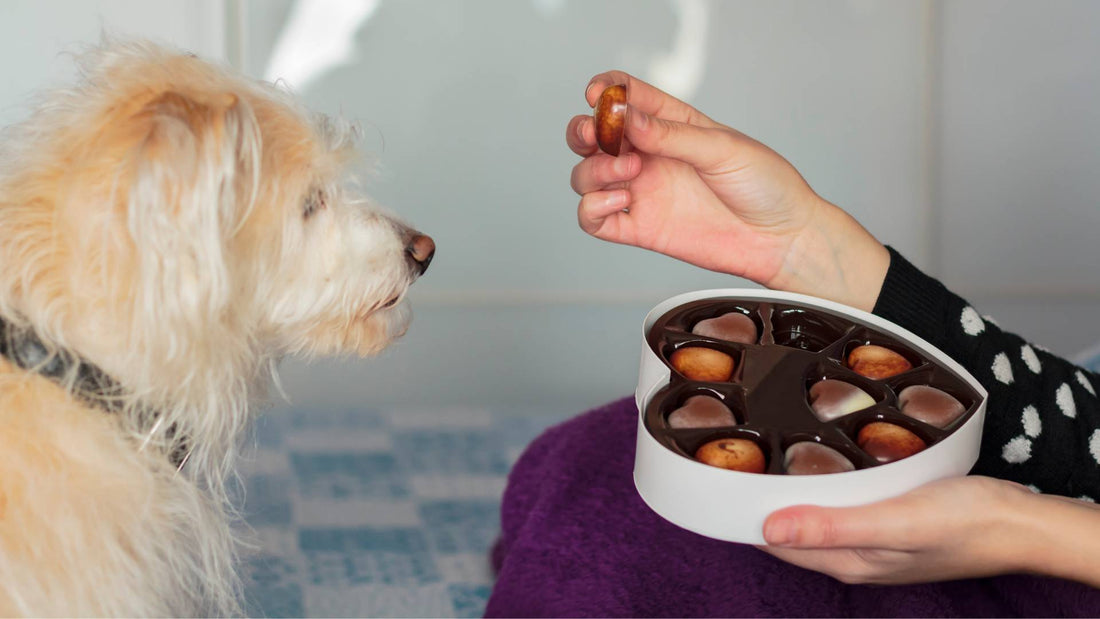 Is chocolate safe or poisonous for dogs?