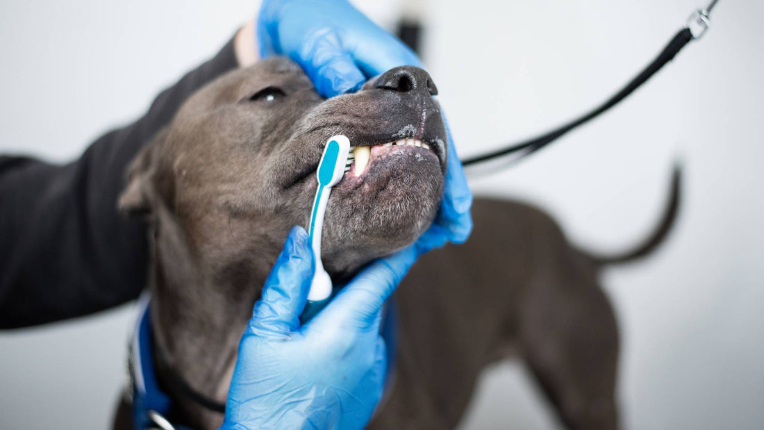 Emmi Pet Dog Teeth Cleaning