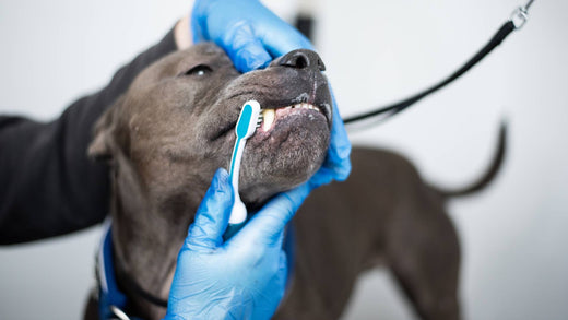 Emmi Pet Dog Teeth Cleaning