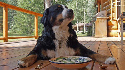 ten tips for feeding fussy dogs