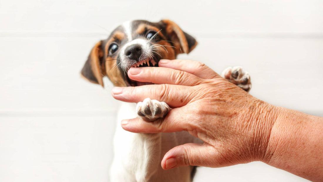 How do I stop my puppy from biting us? Teething tips.