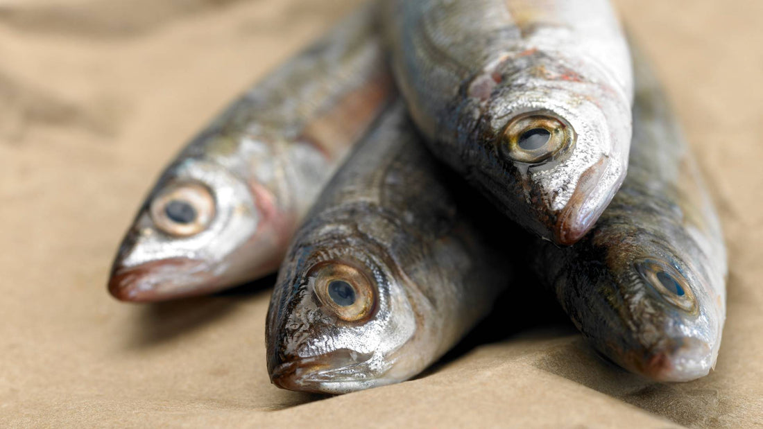 Is oily fish beneficial for a balanced doggy diet?