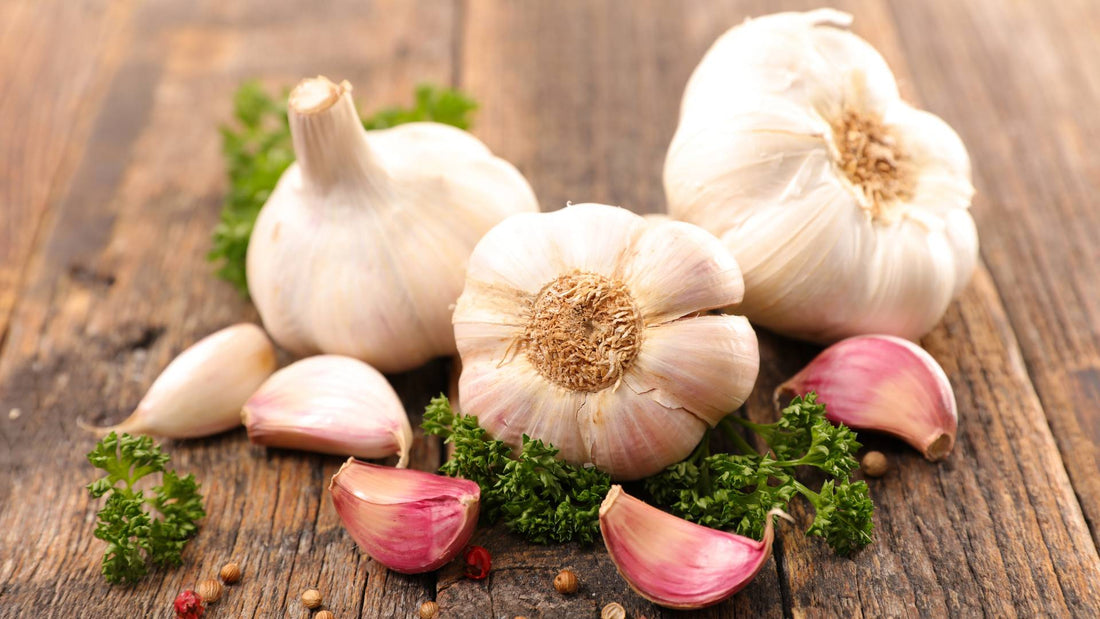 Is garlic safe for dogs?