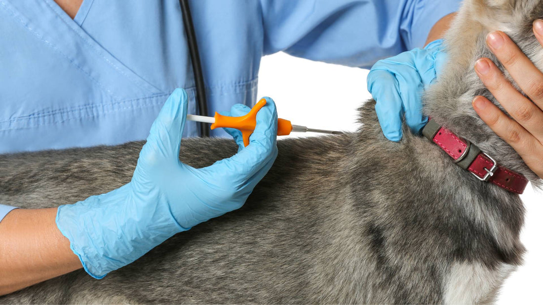 Microchipping for pets