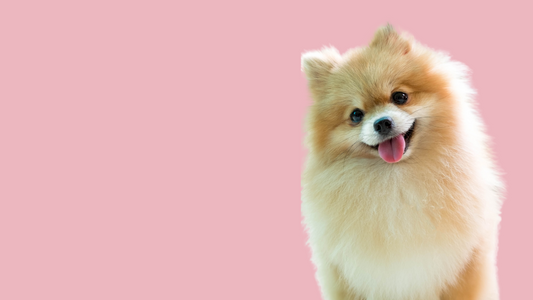 Pomeranians