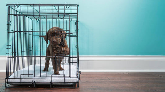Why Puppies Cry in Crates and How to Help Them Settle