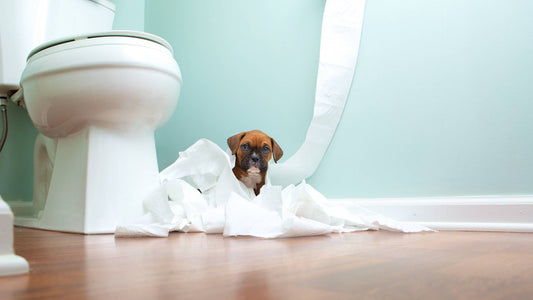 Top 10 Puppy Toilet Training Tips