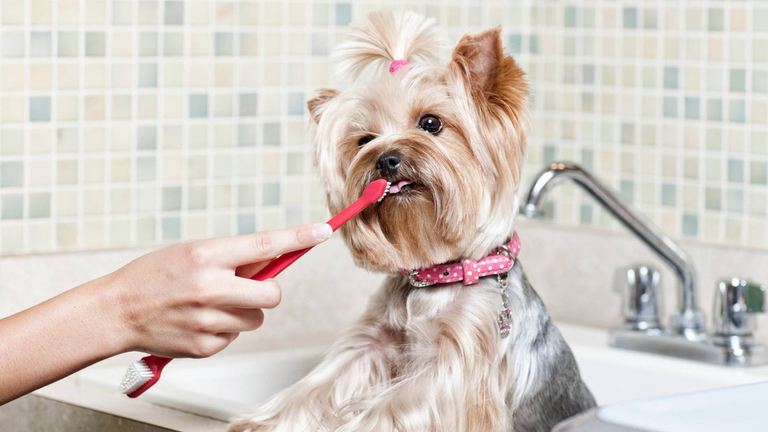 Should I brush my dog’s teeth?