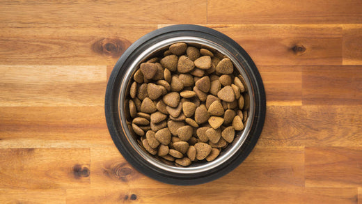 Soaking kibble for dogs