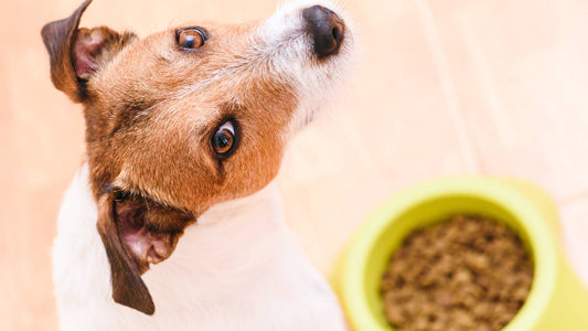 The Link Between Dog Diarrhoea and Dog Food