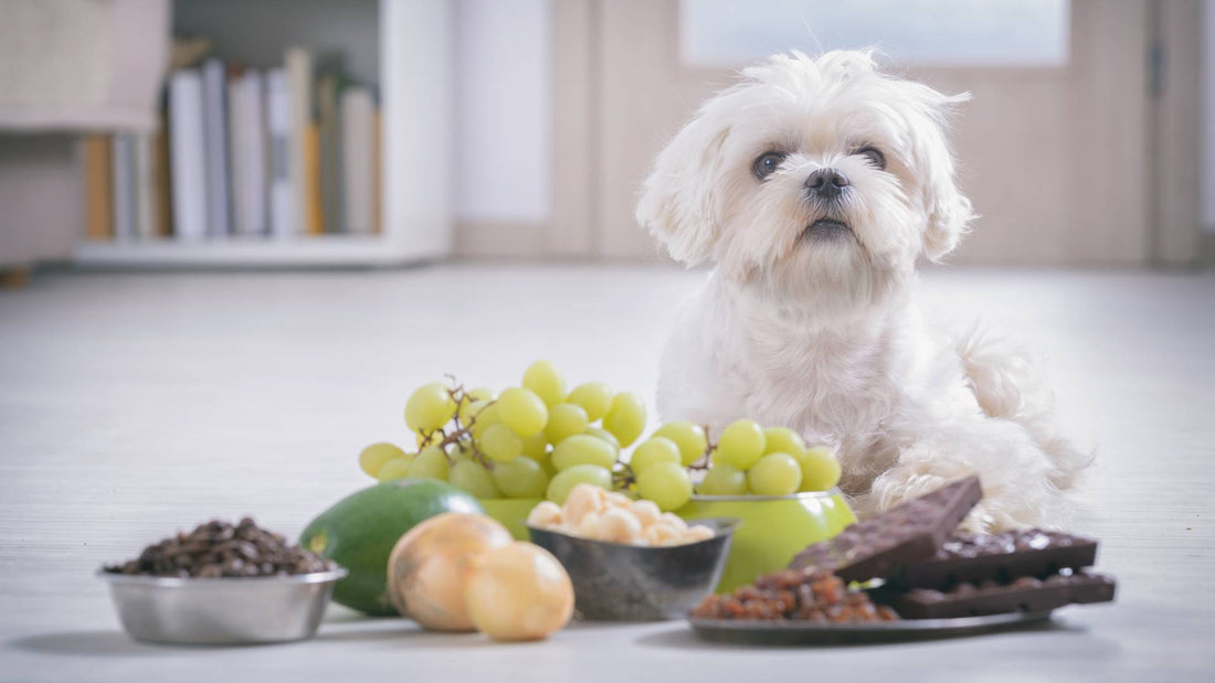 Toxic food for dogs