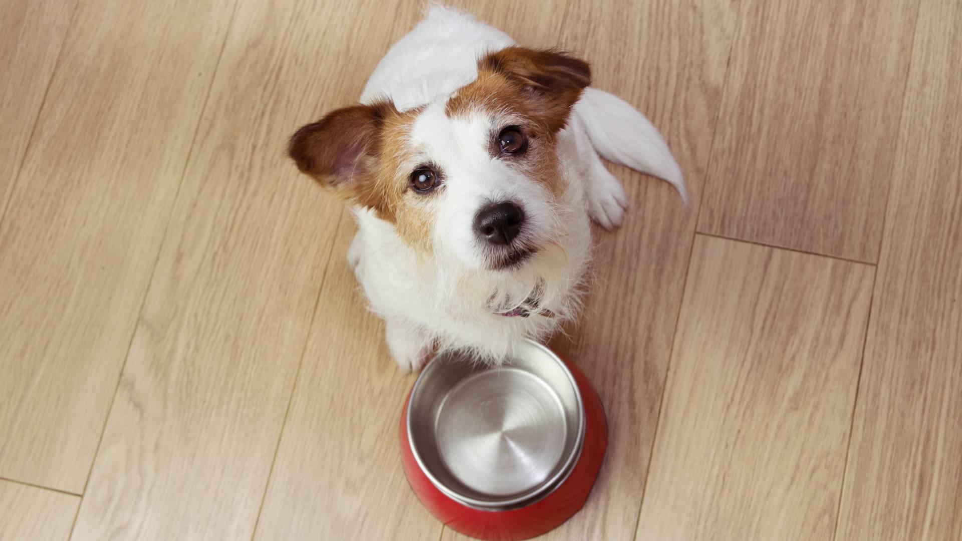 What is hypoallergenic dog food Dragonfly Products