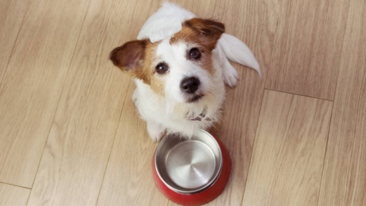 What is hypoallergenic dog food