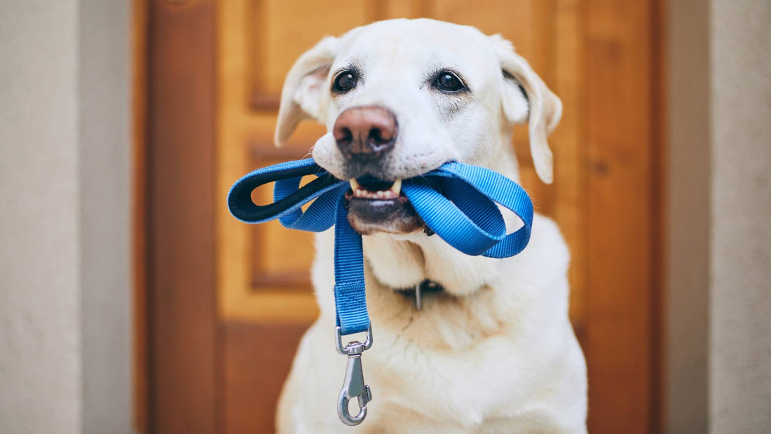 How to fight Fido's boredom when it's too hot for walks